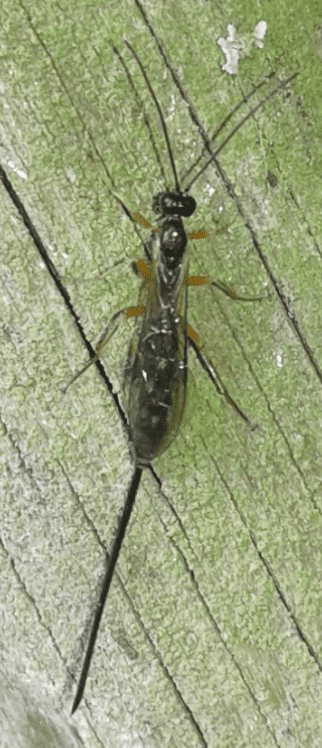Ichneumonidae da ID 1